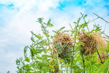 Ağaçlar çimenlerde kuş yuva yapılmış.