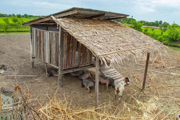 The goat and pig houses made of wood.