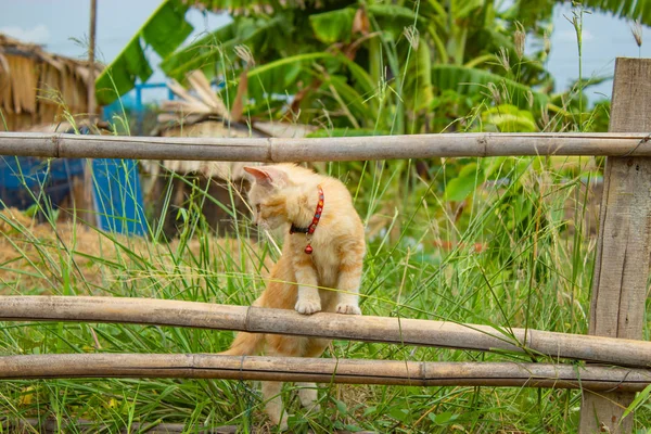 Bahçede Bir Bambu Çit Üzerinde Kahverengi Kedi Duran — Stok fotoğraf