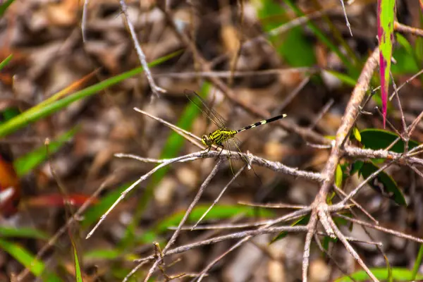 Libellule Jaune Sur Les Brindilles — Photo