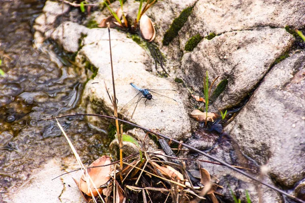 Libellule Bleue Sur Les Pierres — Photo