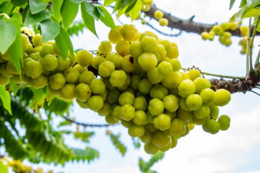 Bektaşi üzümü ağaç veya Phyllanthus acidus (L.) Skeels.