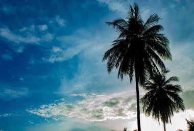 Işık bulutlar ve Hindistan cevizi ağaçları ile güzel sabahlar.