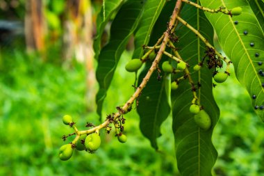 Zararlıları bahçede mango yaprakları yiyor.