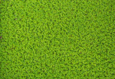 Su yüzeyinde küçük yeşil ağaçlar. Arka plan olarak kullanılan.