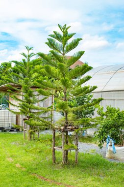 Çam ağaçları ve Bahçe parlak mavi gökyüzünde.