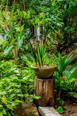 Bahçede koyu yeşil yaprak