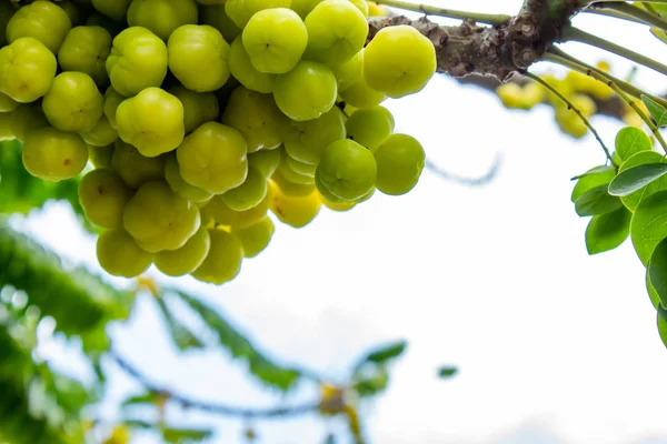 Bektaşi üzümü ağaç veya Phyllanthus acidus (L.) Skeels.