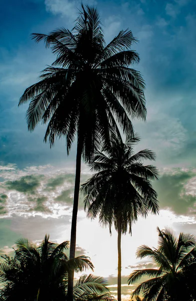 Işık bulutlar ve Hindistan cevizi ağaçları ile güzel sabahlar.