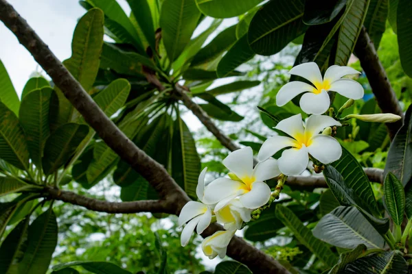 Flores Blancas Plumeria Obtusa Cielo — Foto de Stock