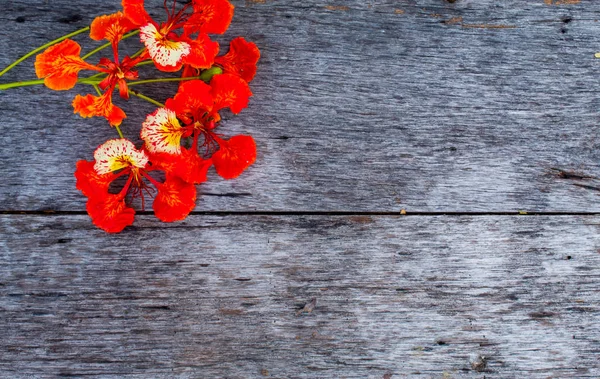 Bir kırmızı çiçek veya Caesalpinia pulcherrima (L.) Sw. ahşap masa üzerinde güzelliği.
