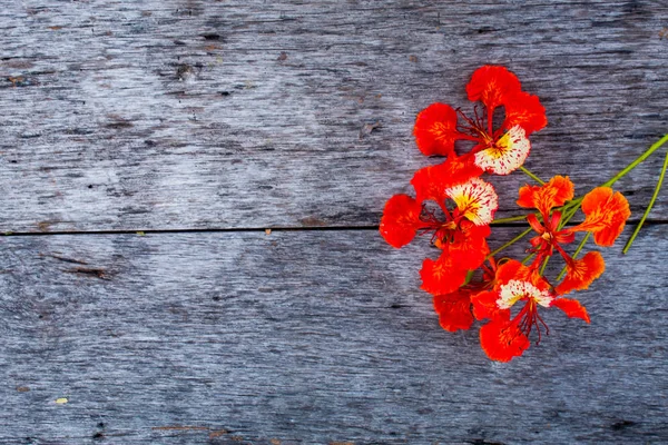 Bir kırmızı çiçek veya Caesalpinia pulcherrima (L.) Sw. ahşap masa üzerinde güzelliği.
