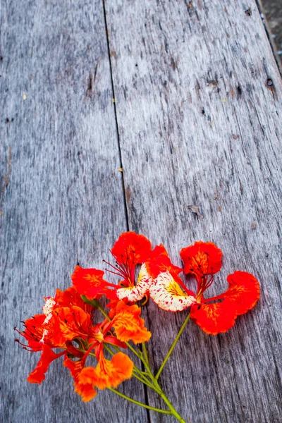 Bir kırmızı çiçek veya Caesalpinia pulcherrima (L.) Sw. ahşap masa üzerinde güzelliği.
