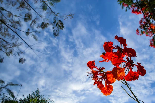 Bir Kırmızı Çiçek Veya Caesalpinia Pulcherrima Ile Parlak Mavi Gökyüzü — Stok fotoğraf
