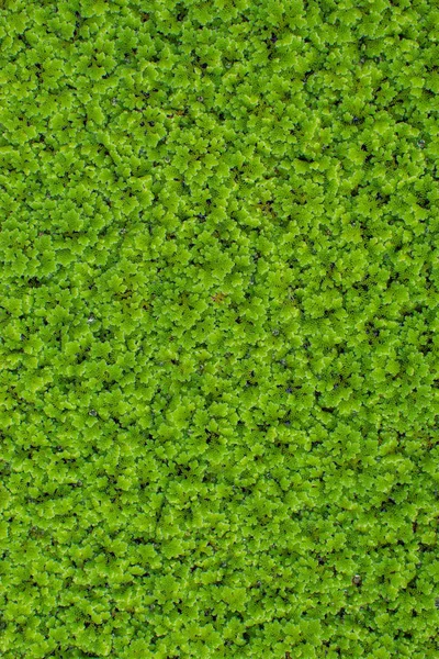 Su yüzeyinde küçük yeşil ağaçlar. Arka plan olarak kullanılan.