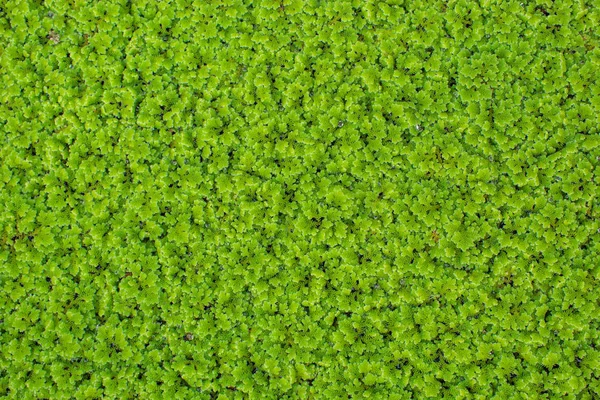 Small Green Trees Surface Water Used Background — Stock Photo, Image