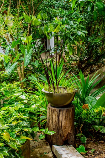 Bahçede koyu yeşil yaprak