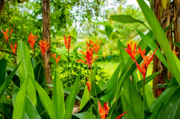 Strelitzia Reginae Roja Ait Jardín — Foto de Stock