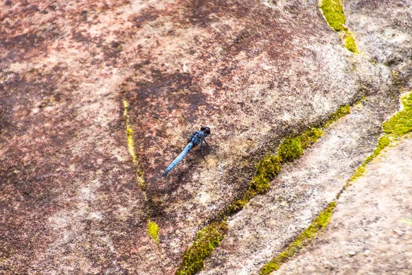 Blaue Libelle Auf Den Steinen — Stockfoto