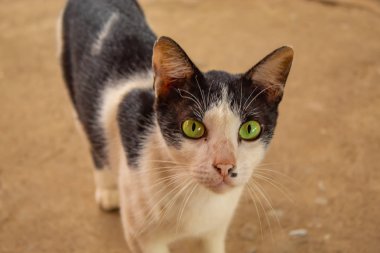 Çimento zemin üzerinde beyaz ve siyah kedi.