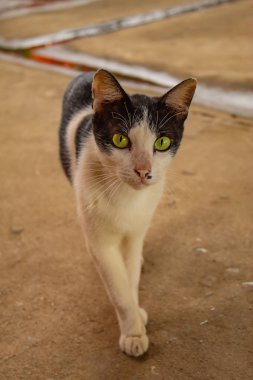 Çimento zemin üzerinde beyaz ve siyah kedi.