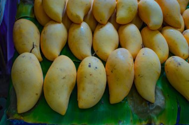 Olgun sarı mango koku bahçeden.