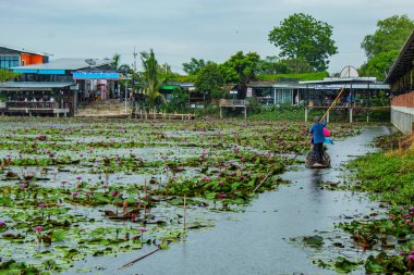 Güzel kırmızı lotus yağmur.