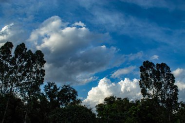 Gökyüzü ve ağaçlar güzelliği.