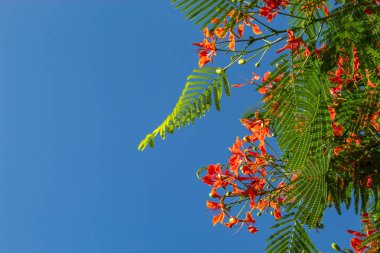 Bir kırmızı çiçek veya Caesalpinia pulcherrima (L.) ile parlak mavi gökyüzü Sw. güzelliği.