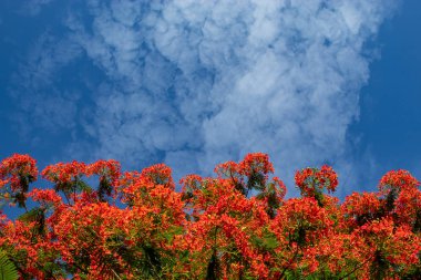 Bir kırmızı çiçek veya Caesalpinia pulcherrima (L.) ile parlak mavi gökyüzü Sw. güzelliği.