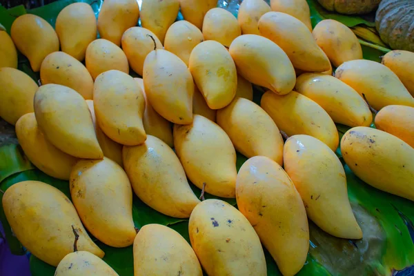 Ripe Yellow Mango Fragrance Garden — Stock Photo, Image