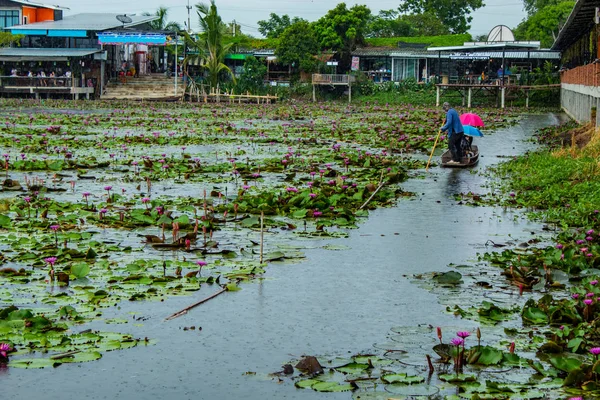 Güzel kırmızı lotus yağmur.
