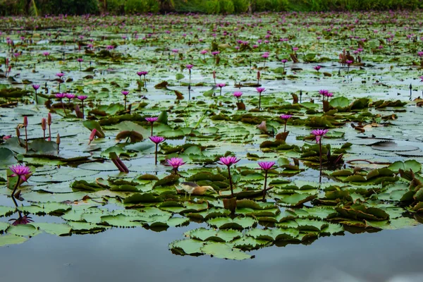 The beauty of the red lotus in the lake ,Thailand.
