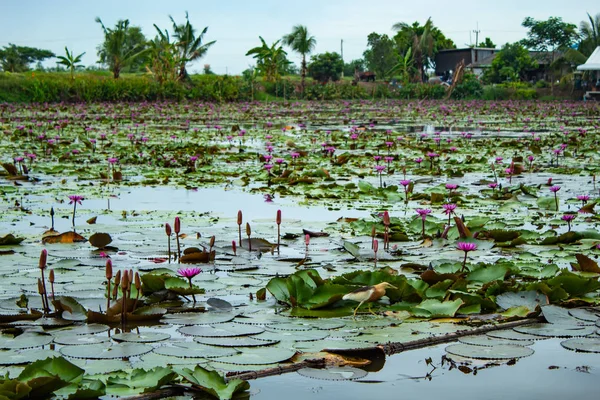 Kırmızı lotus göle, Tayland güzelliği.