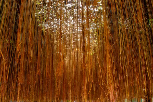 Cissus Nodosa Blume Jardín — Foto de Stock