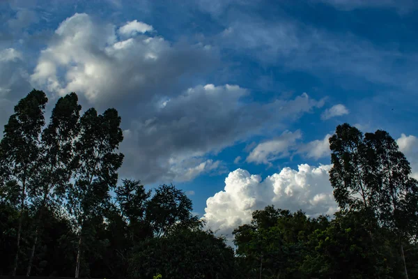 Gökyüzü ve ağaçlar güzelliği.