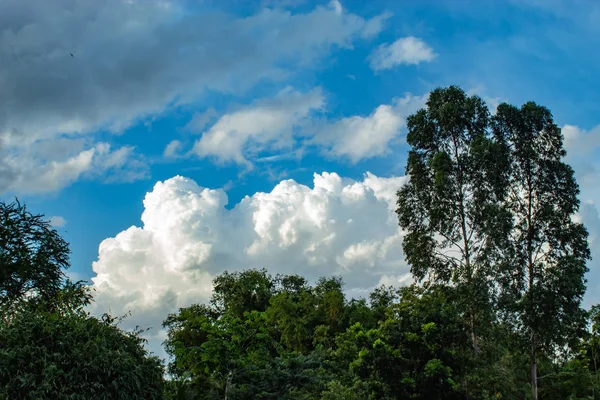 Gökyüzü ve ağaçlar güzelliği.