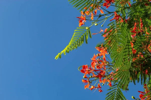 Velkou Výhodou Červený Květ Nebo Caesalpinia Pulcherrima Jasně Modré Obloze — Stock fotografie