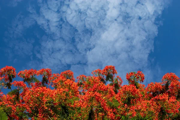 Bir kırmızı çiçek veya Caesalpinia pulcherrima (L.) ile parlak mavi gökyüzü Sw. güzelliği.