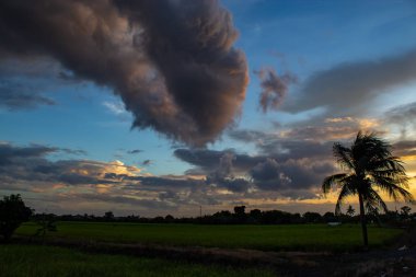Paddy alanları ve ağaçların arkasında günbatımı.