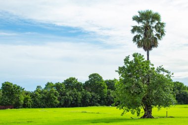 Gökyüzü ve pirinç alanlarını güzelliği.