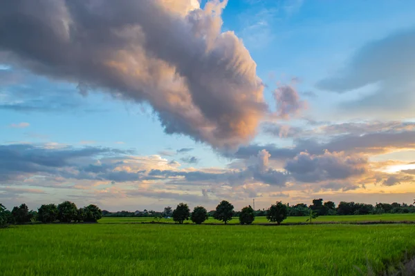 Paddy alanları ve ağaçların arkasında günbatımı.