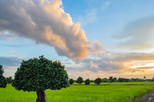 Paddy alanları ve ağaçların arkasında günbatımı.