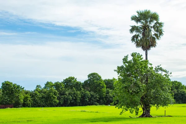Gökyüzü ve pirinç alanlarını güzelliği.