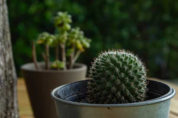 Pequeño Cactus Para Planta Decorativa Sobre Mesa Madera —  Fotos de Stock
