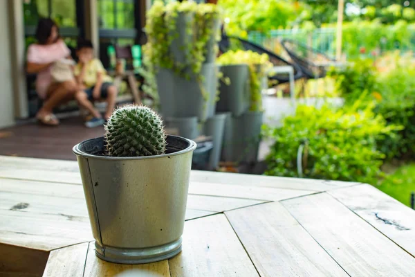 Küçük kaktüs için dekoratif bitki ahşap tablo.