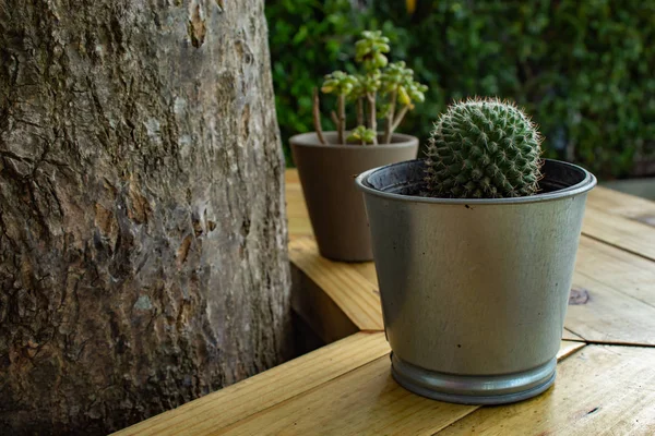 Small Cactus Decorative Plant Wooden Table — Stock Photo, Image