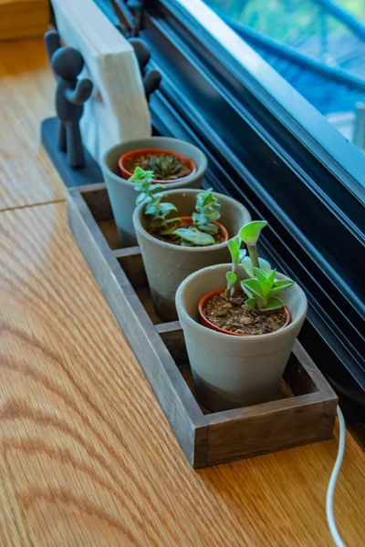 Pequeño Árbol Con Mesa Para Belleza —  Fotos de Stock