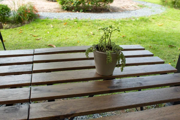 Güzellik için tablo ile küçük bir ağaç.