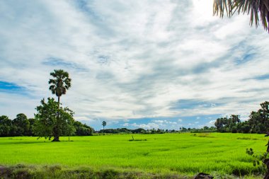Gökyüzü ve pirinç alanlarını güzelliği.